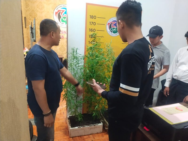 Satresnarkoba Polres Jember sosialisasi tanaman Ganja