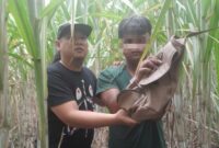 Polisi tangkap pelaku jambret