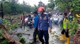 Polres Bojonegoro evakuasi pohon tumbang
