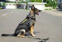 Lupita anjing pelacak andalan Polri