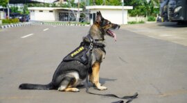 Lupita anjing pelacak andalan Polri