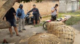 Polres Nganjuk grebek tempat judi sabung ayam