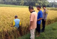 Polres Ngawi Methil bersama petani