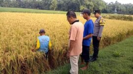 Polres Ngawi Methil bersama petani