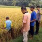 Polres Ngawi Methil bersama petani