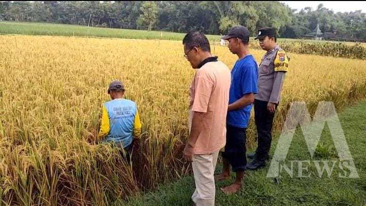 Polres Ngawi Methil bersama petani