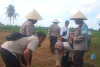 Polsek Cermee Tanam Jagung