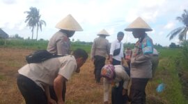 Polsek Cermee Tanam Jagung