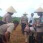 Polsek Cermee Tanam Jagung