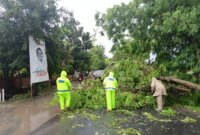 Polsek Rejoso, BPBD dan warga evakuasi pohon tumbang