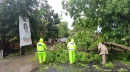 Polsek Rejoso, BPBD dan warga evakuasi pohon tumbang