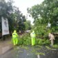 Polsek Rejoso, BPBD dan warga evakuasi pohon tumbang