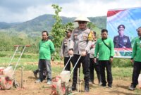 Kapolres Bondowoso AKBP Lintar Mahardhono saat tanam Jagung