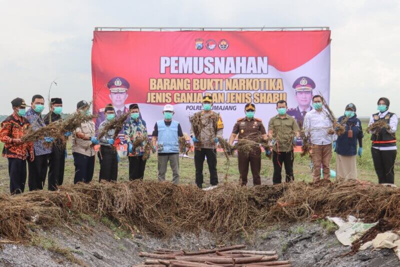 Pj. Bupati Lumajang bersama Polres Lumajang lakukan pemusnahan Ganja