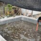 Polsek Lengkong bangun kolam belut dan Mina Padi