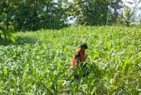 Petani Jagung di Ngluyu dan Bagor