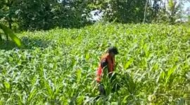 Petani Jagung di Ngluyu dan Bagor