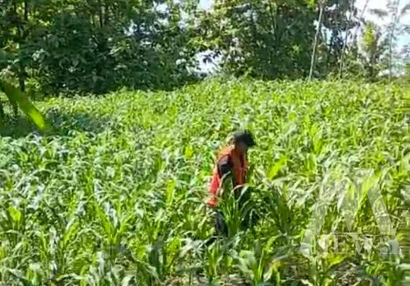 Petani Jagung di Ngluyu dan Bagor