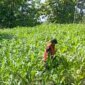Petani Jagung di Ngluyu dan Bagor
