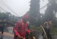 Polisi evakuasi pohon tumbang