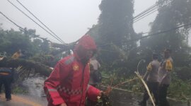 Polisi evakuasi pohon tumbang