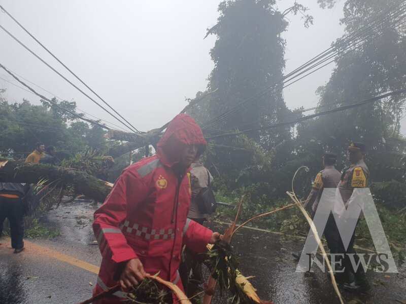 Polisi evakuasi pohon tumbang