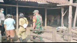 Bhabinkamtibmas, petugas Puskeswan dan Babinsa tangani PMK