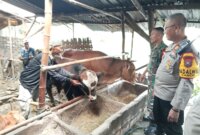 Polisi sosialisasi PMK pada pemilik sapi