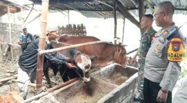Polisi sosialisasi PMK pada pemilik sapi