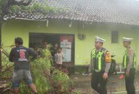 Satlantas Polres Gresik evakuasi pohon tumbang