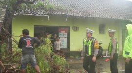 Satlantas Polres Gresik evakuasi pohon tumbang