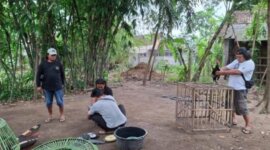Polisi gerebek sabung ayam di Baron