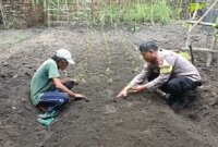 Bhabinkamtibmas bersama warga tanam benih cabai dan terong