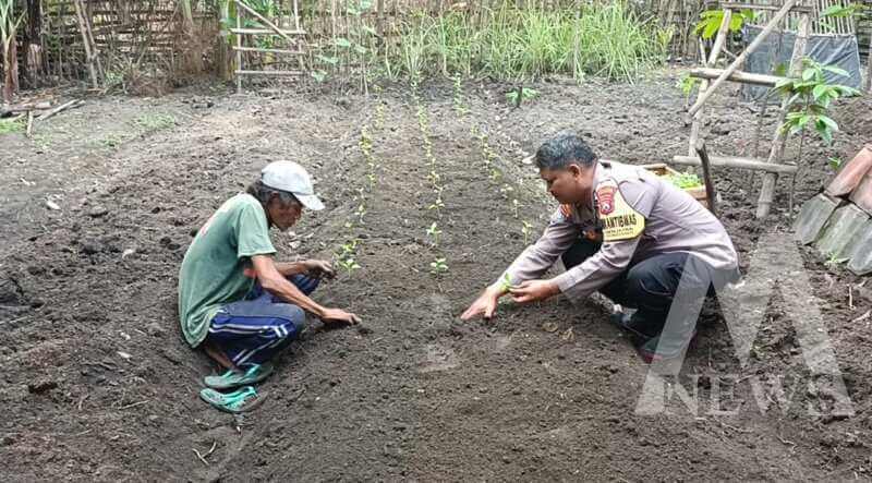 Bhabinkamtibmas bersama warga tanam benih cabai dan terong