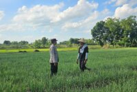 Bhabinkamtibmas Polsek Kedungadem Patroli Dialogis