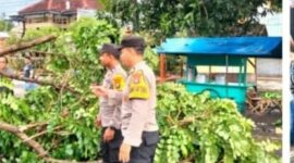 Polsek Loceret evakuasi pohon tumbang di Candirejo