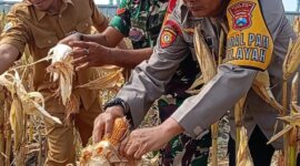 Wujud Nyata Sinergi untuk Ketahanan Pangan Nasional