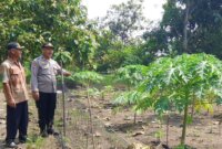 Binmas Polsek Padangan cek lahan Ketahanan Pangan