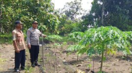 Binmas Polsek Padangan cek lahan Ketahanan Pangan