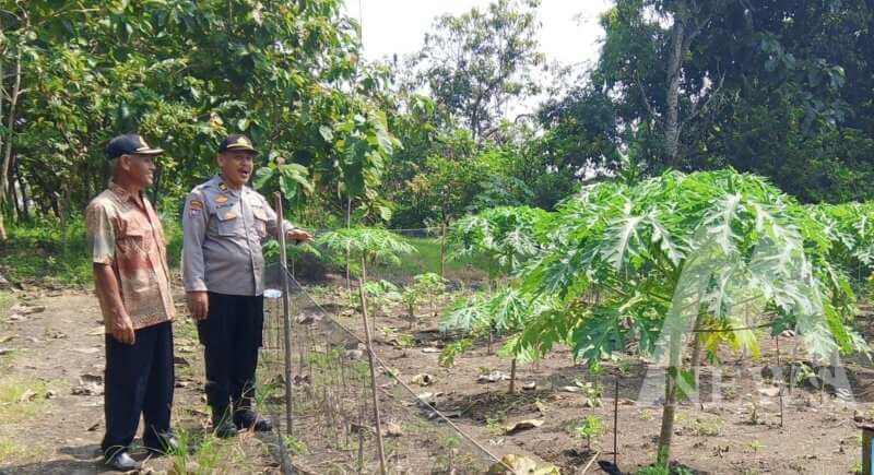 Binmas Polsek Padangan cek lahan Ketahanan Pangan
