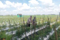 Polsek Lengkong tinjau pemanfaatan lahan pekarangan warga