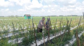 Polsek Lengkong tinjau pemanfaatan lahan pekarangan warga