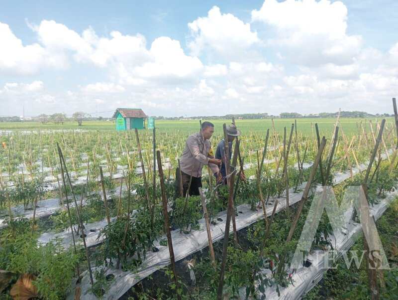 Polsek Lengkong tinjau pemanfaatan lahan pekarangan warga