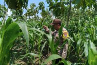 Polsek Wilangan cek pemanfaatan lahan pekarangan warga