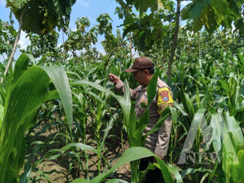 Polsek Wilangan cek pemanfaatan lahan pekarangan warga