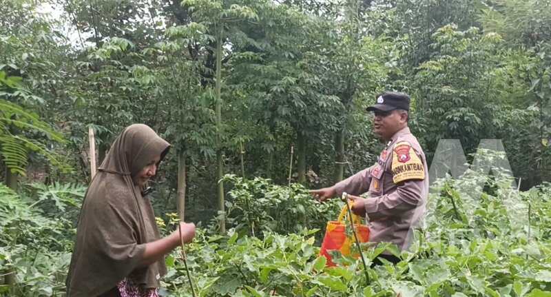 Bhabinkamtibmas Polsek Gondang tinjau pekarangan warga
