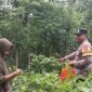 Bhabinkamtibmas Polsek Gondang tinjau pekarangan warga