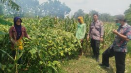Bhabinkamtibmas Polsek Baron cek perkembangan lahan pekarangan