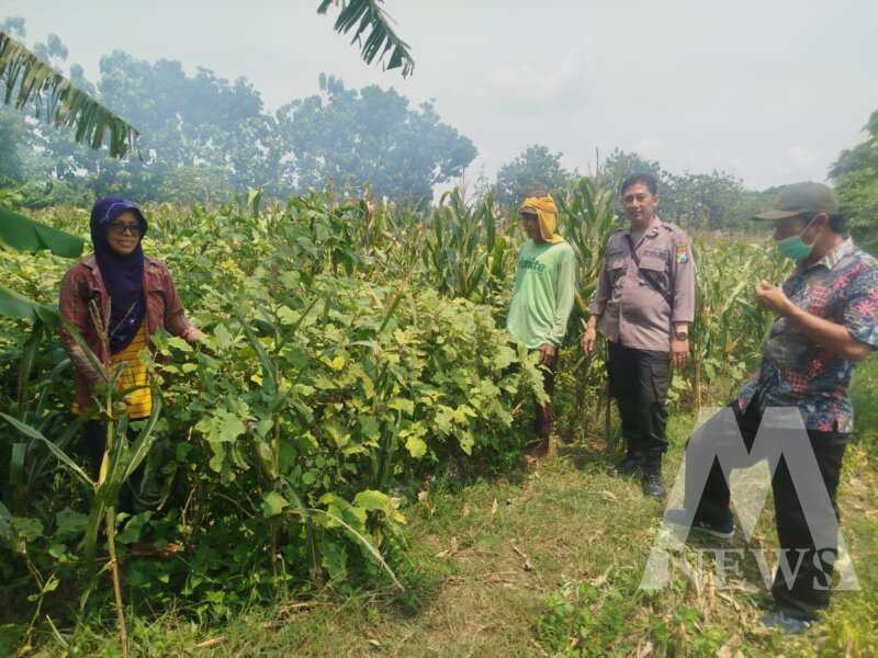 Bhabinkamtibmas Polsek Baron cek perkembangan lahan pekarangan