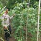 Polres Nganjuk cek pemanfaatan lahan pekarangan